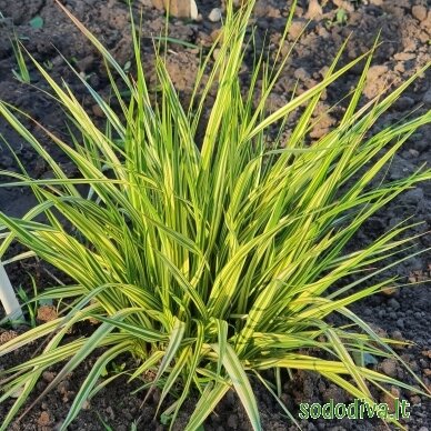 Melvenė melsvoji 'VARIEGATA' 1