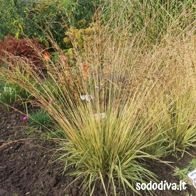 Melvenė melsvoji 'VARIEGATA'