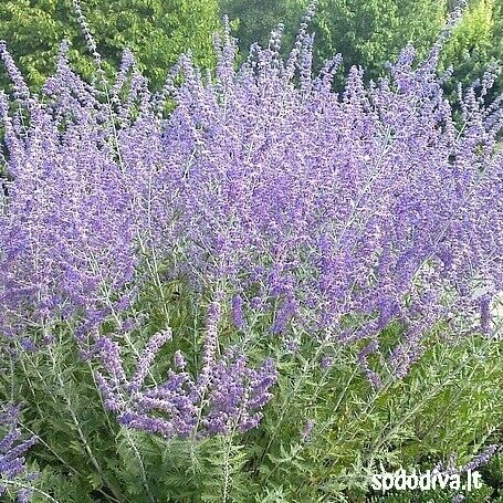 Melėsas paprastasis 'BLUE SPIRE' Melėsas paprastasis 'BLUE SPIRE'
