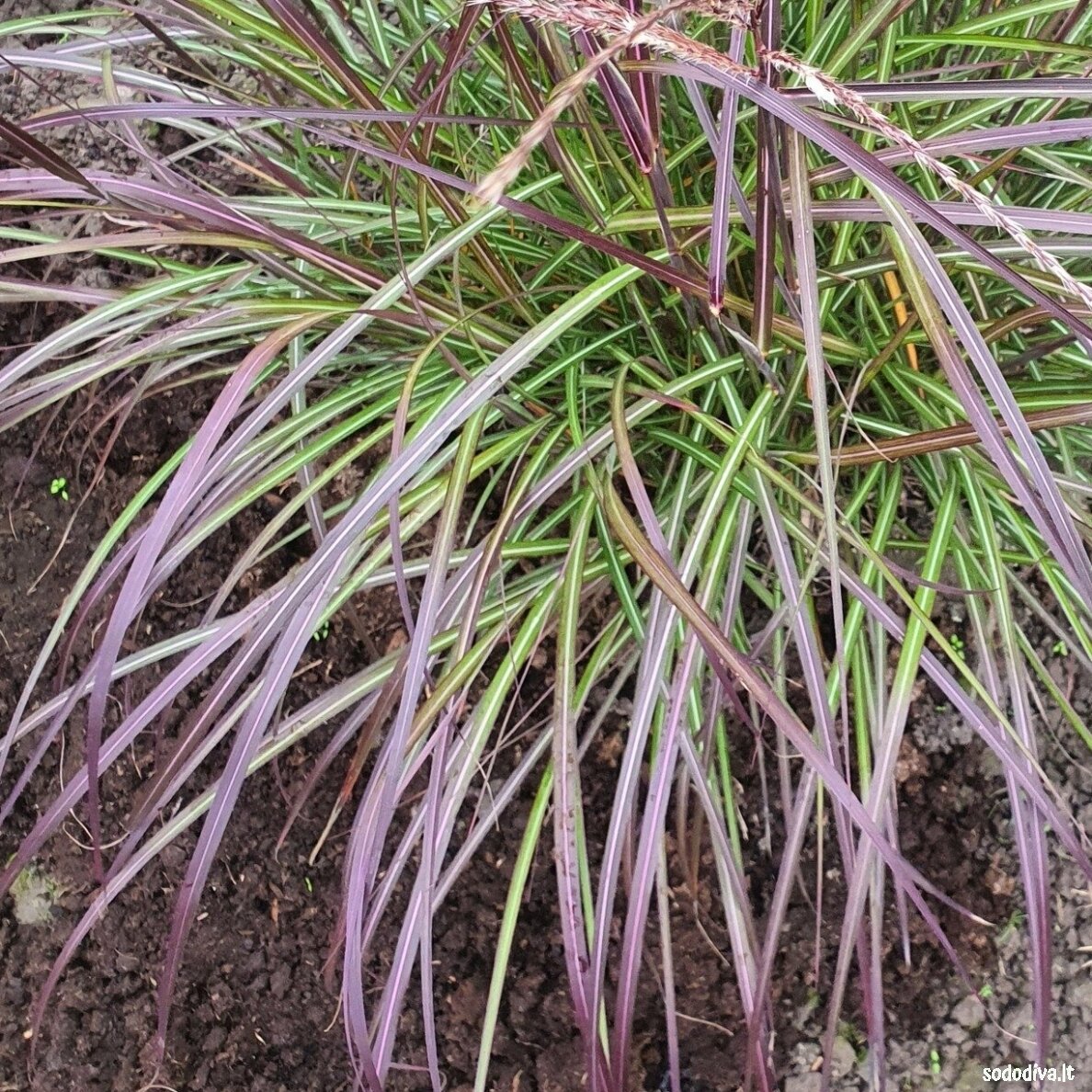 Miskantas kininis ‘PURPLE FALL‘ 4 Miskantas kininis ‘PURPLE FALL‘ 4