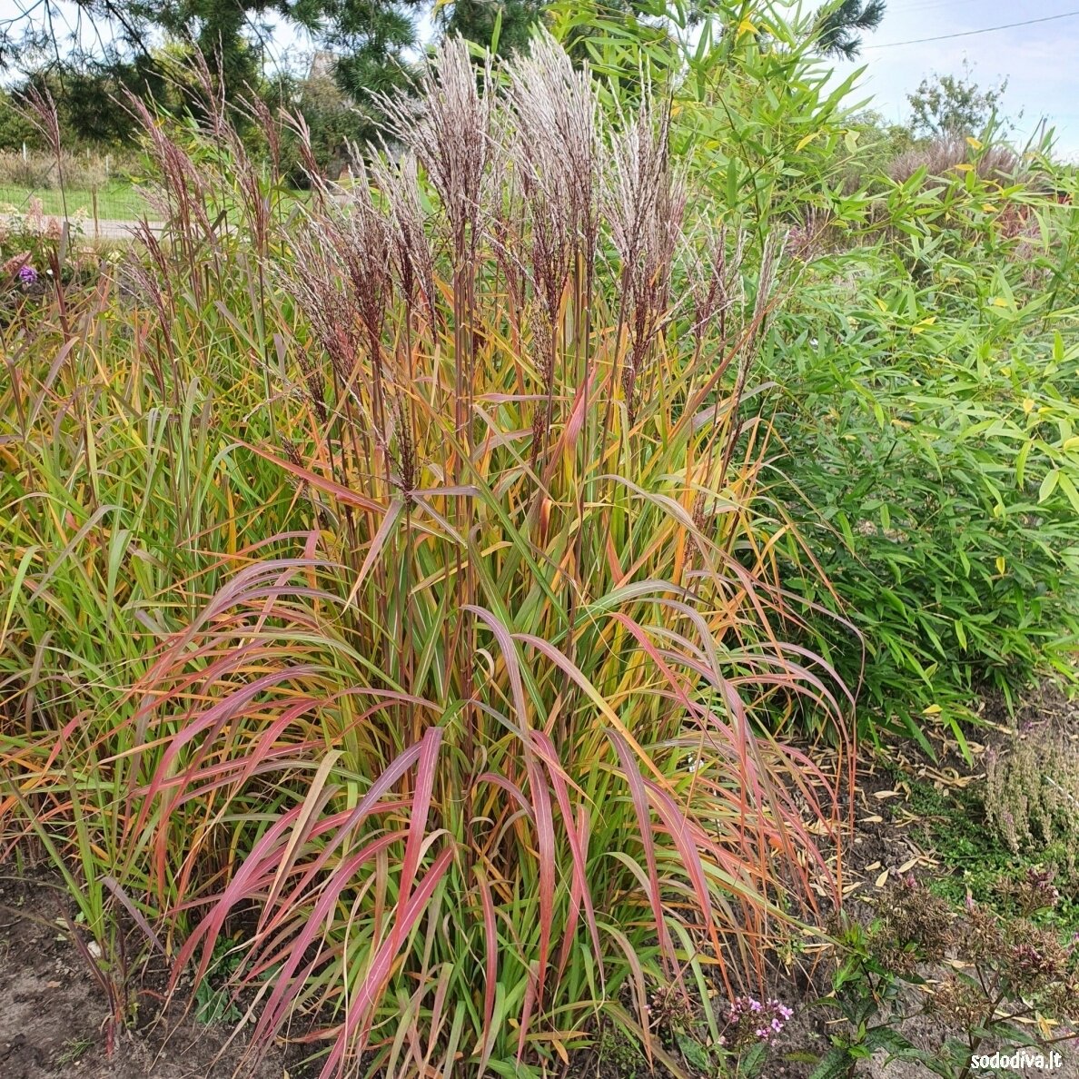 Miskantas kininis 'PURPURASCENS' Miskantas kininis 'PURPURASCENS'