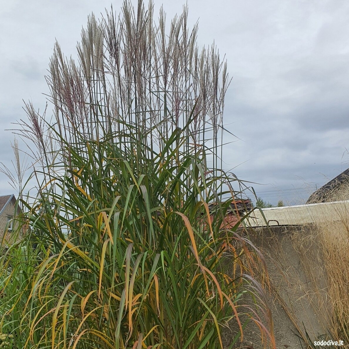 Miskantas kininis ‘RADKOW‘ Miskantas kininis ‘RADKOW‘
