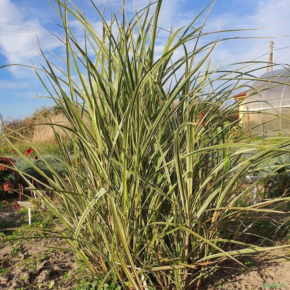 Miskantas kininis ‘VARIEGATUS‘ 3