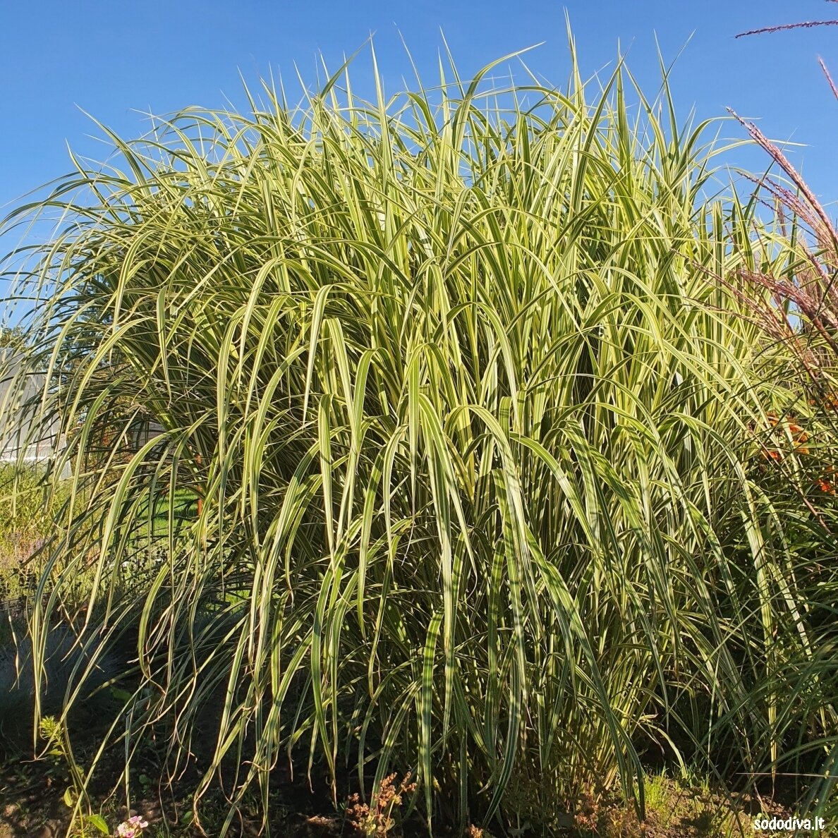 Miskantas kininis ‘VARIEGATUS‘ 5