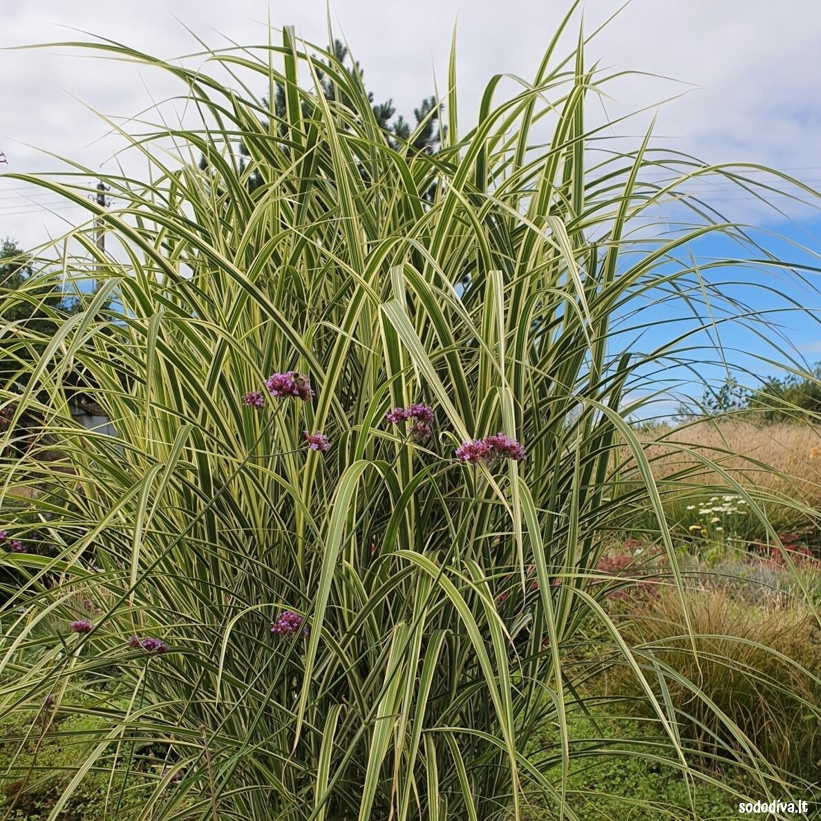 Miskantas kininis ‘VARIEGATUS‘ 2