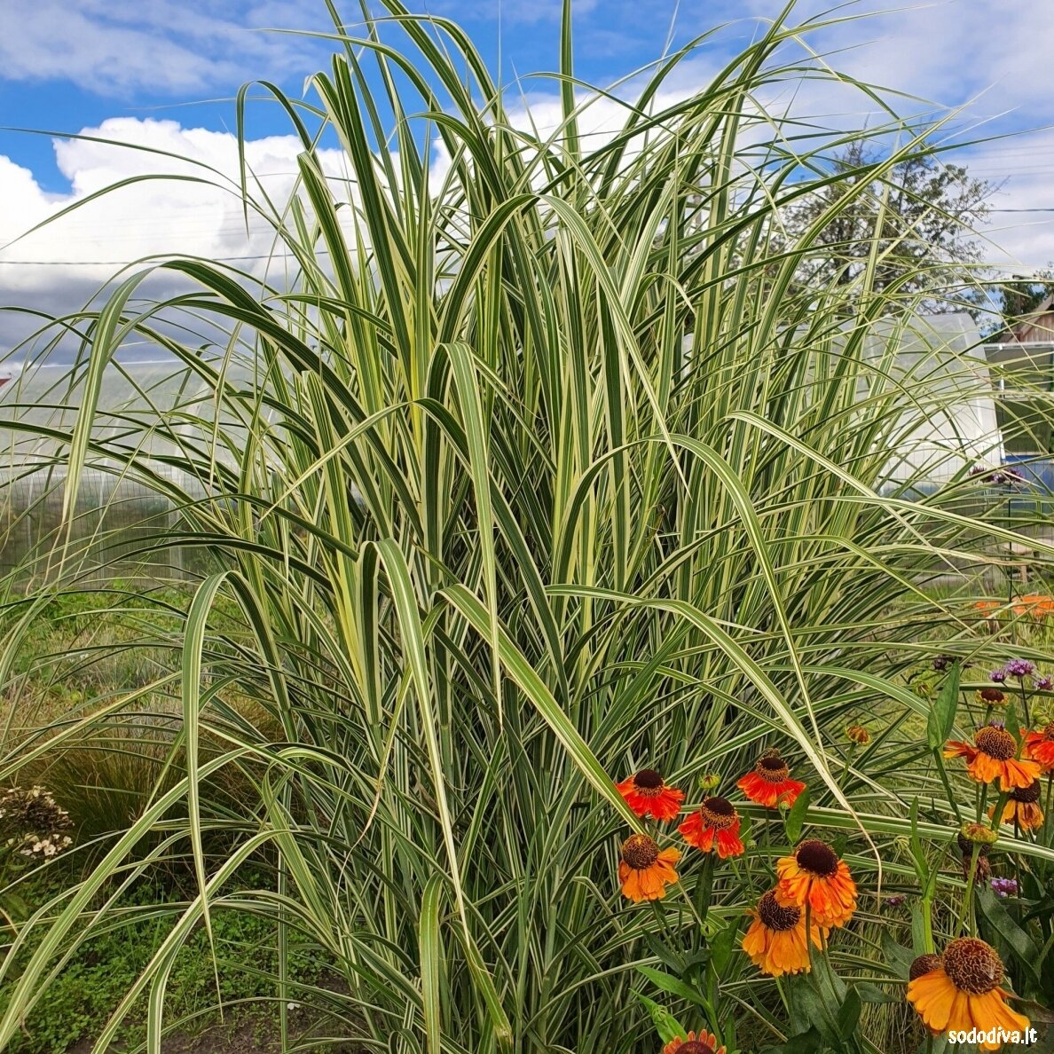 Miskantas kininis ‘VARIEGATUS‘