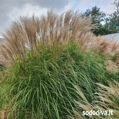 Miskantas kininis 'GOLD UND SILBER' Miskantas kininis 'GOLD UND SILBER'
