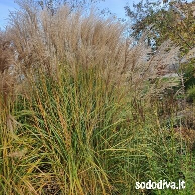 Miskantas kininis 'GOLD UND SILBER' 5 Miskantas kininis 'GOLD UND SILBER' 5