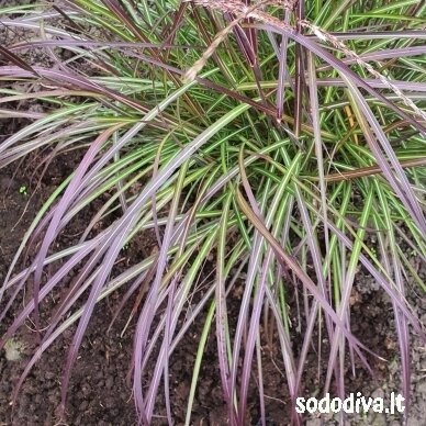 Miskantas kininis ‘PURPLE FALL‘ 4 Miskantas kininis ‘PURPLE FALL‘ 4