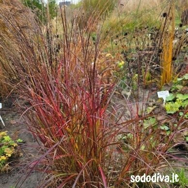 Miskantas kininis ‘PURPLE FALL‘ Miskantas kininis ‘PURPLE FALL‘
