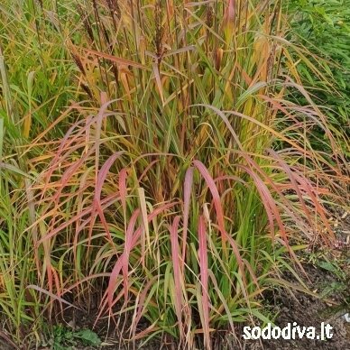 Miskantas kininis 'PURPURASCENS' 1 Miskantas kininis 'PURPURASCENS' 1