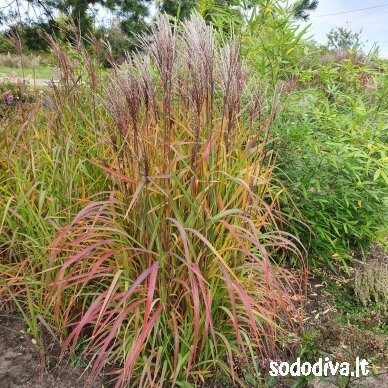 Miskantas kininis 'PURPURASCENS' Miskantas kininis 'PURPURASCENS'