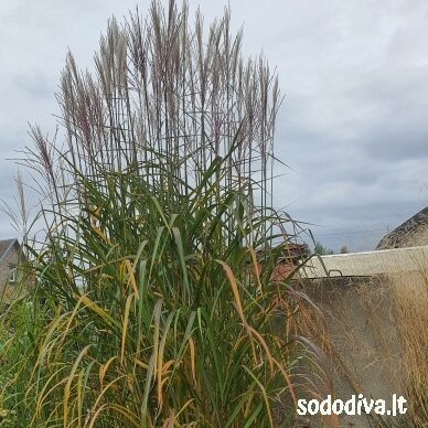 Miskantas kininis ‘RADKOW‘ Miskantas kininis ‘RADKOW‘