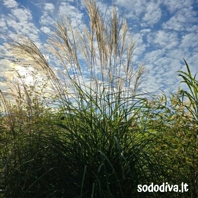 Miskantas kininis ‘VANILLA SKY‘ 1 Miskantas kininis ‘VANILLA SKY‘ 1