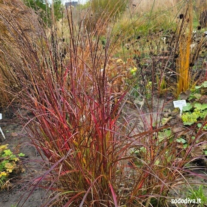 Miskantas kininis ‘PURPLE FALL‘ Miskantas kininis ‘PURPLE FALL‘