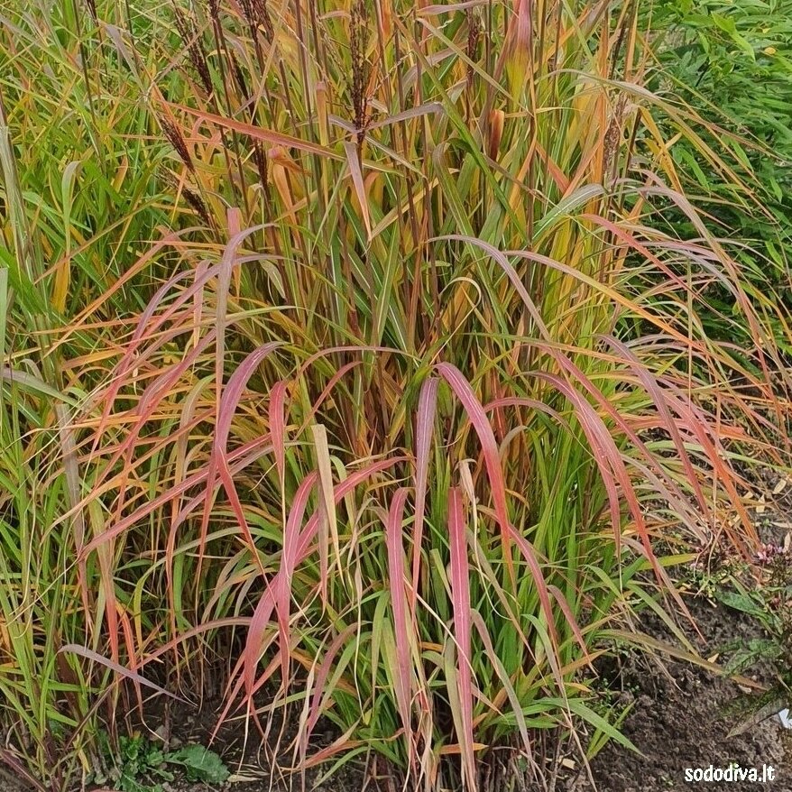 Miskantas kininis 'PURPURASCENS' 1 Miskantas kininis 'PURPURASCENS' 1