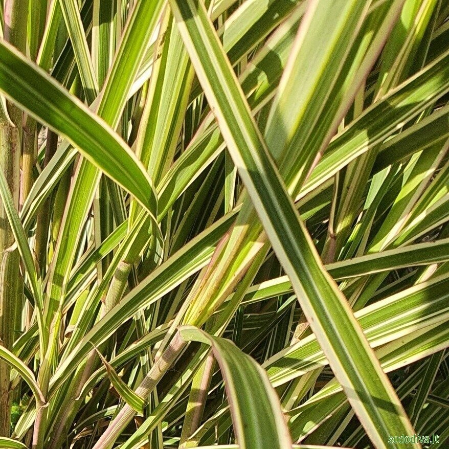 Miskantas kininis ‘VARIEGATUS‘ 1
