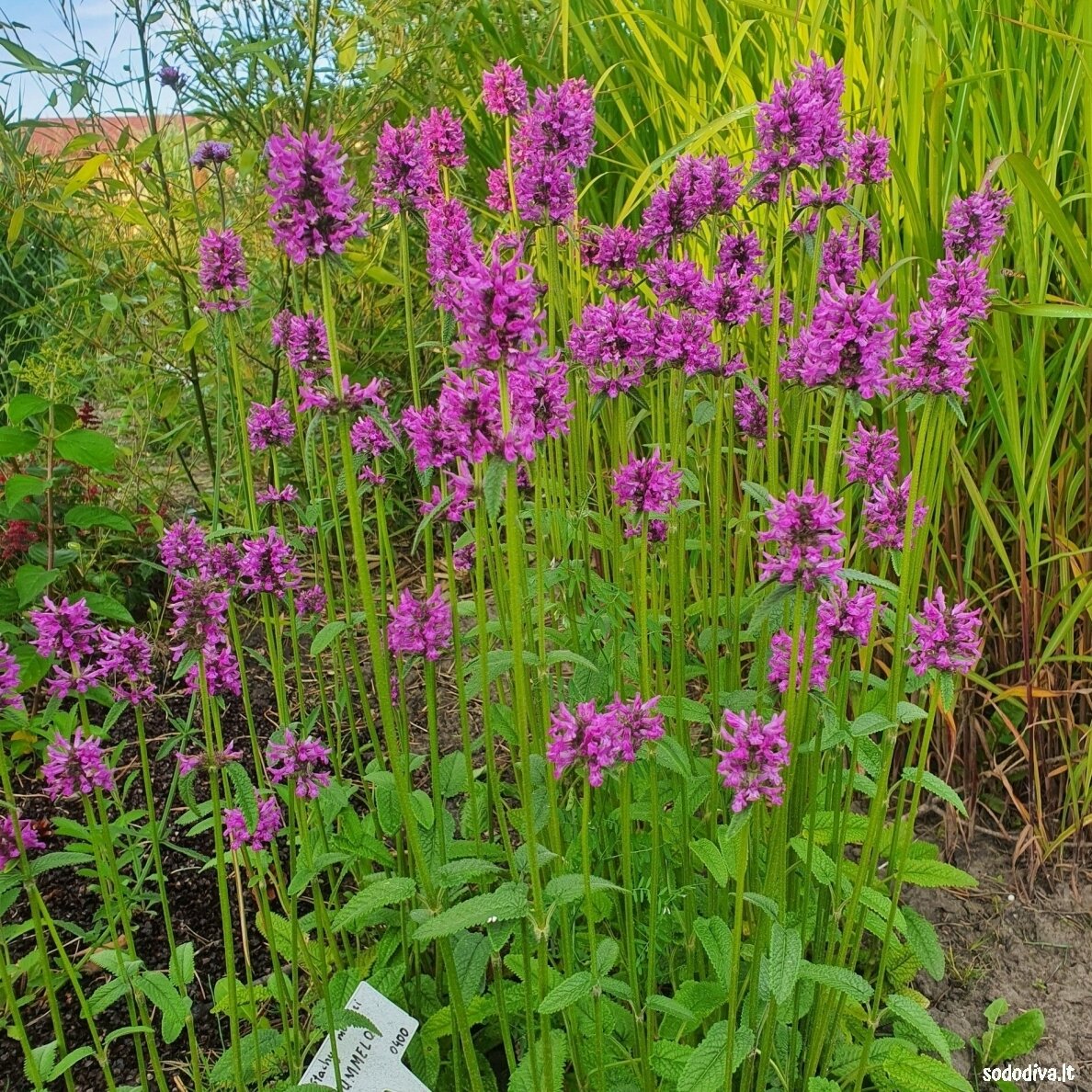 Notra ‘HUMMELO‘ Notra ‘HUMMELO‘