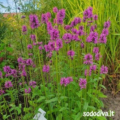 Notra ‘HUMMELO‘ Notra ‘HUMMELO‘