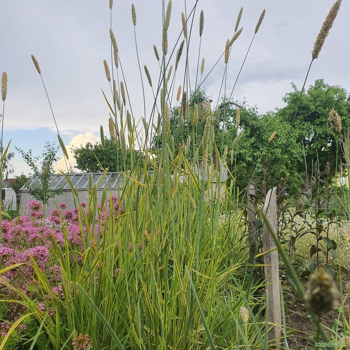 Pašiaušėlis pievinis 'AUREOVARIEGATUS'