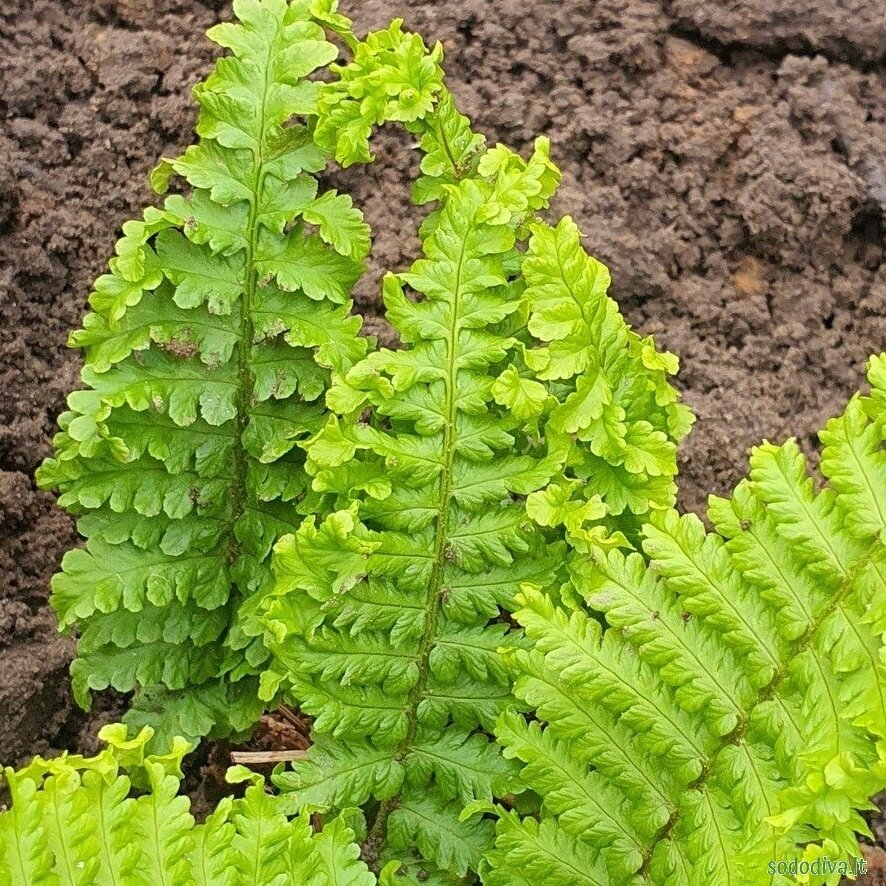 Papartis kelminis 'CRISPA CRISTATA'