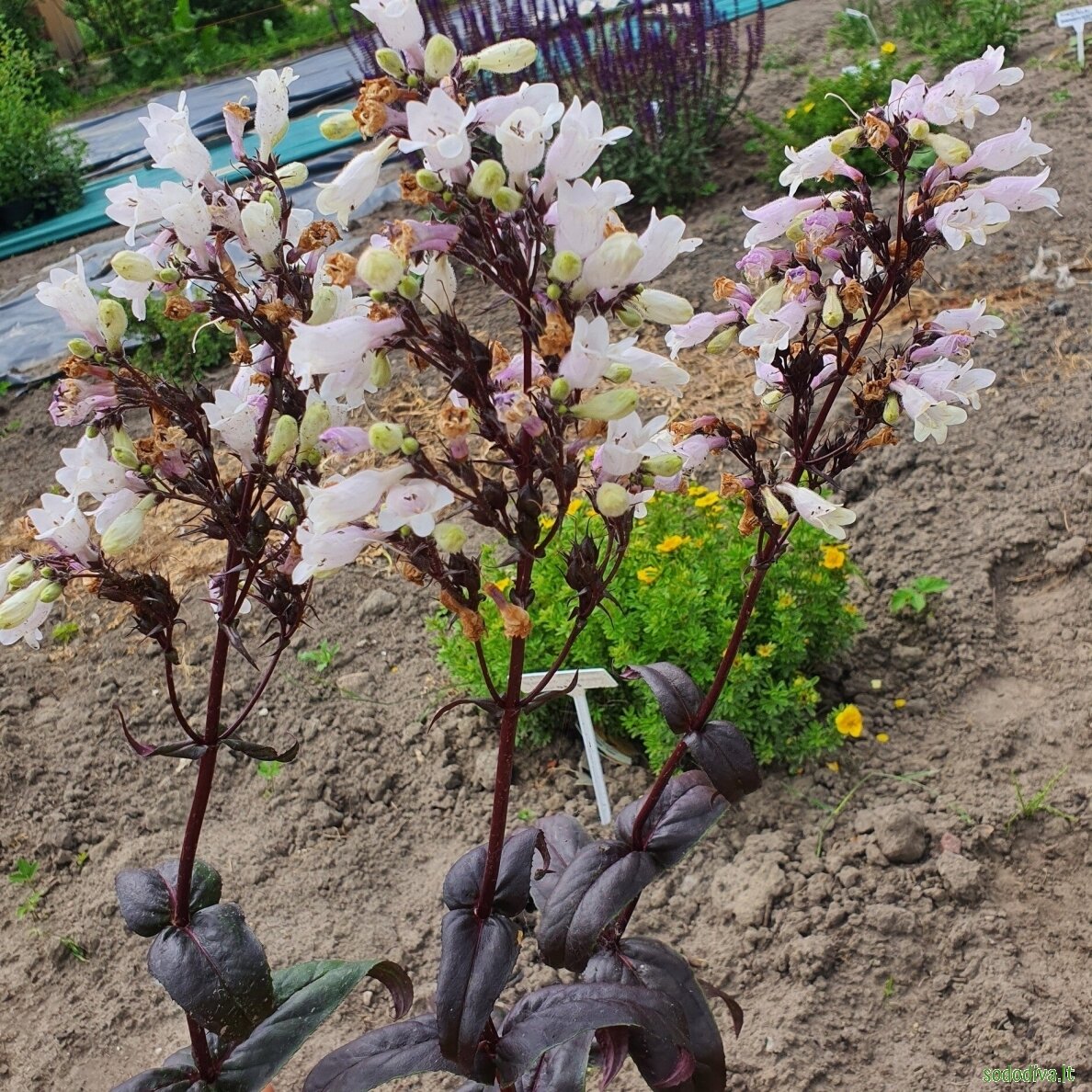 Penstemonas 'ONYX AND PEARLS' 2