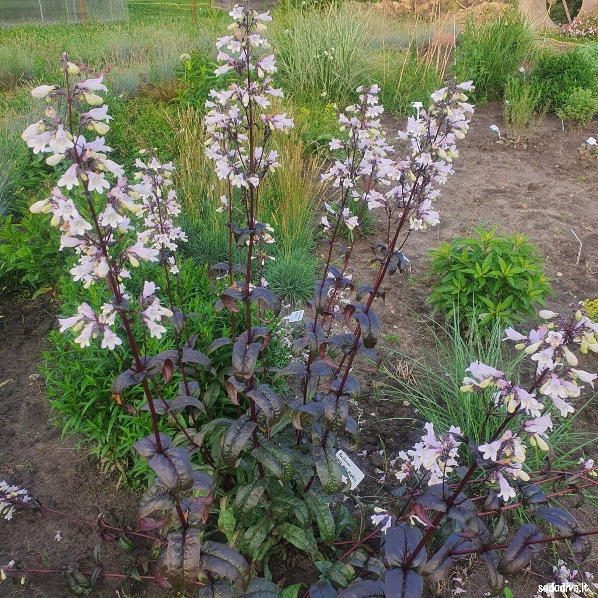 Penstemonas 'ONYX AND PEARLS' 1