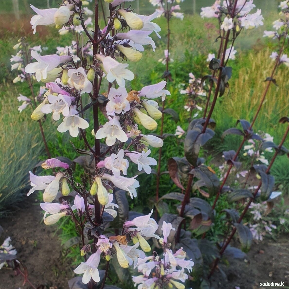 Penstemonas 'ONYX AND PEARLS' 3