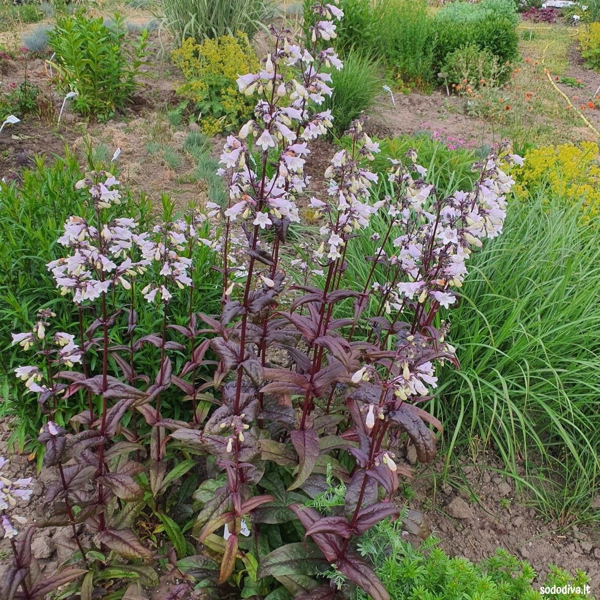 Penstemonas 'ONYX AND PEARLS' 4