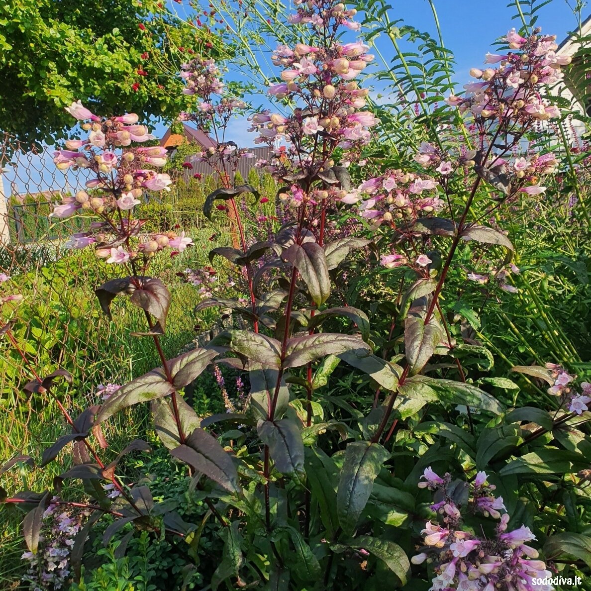 Penstemonas pirštuotasis 'DARK TOWERS' 2