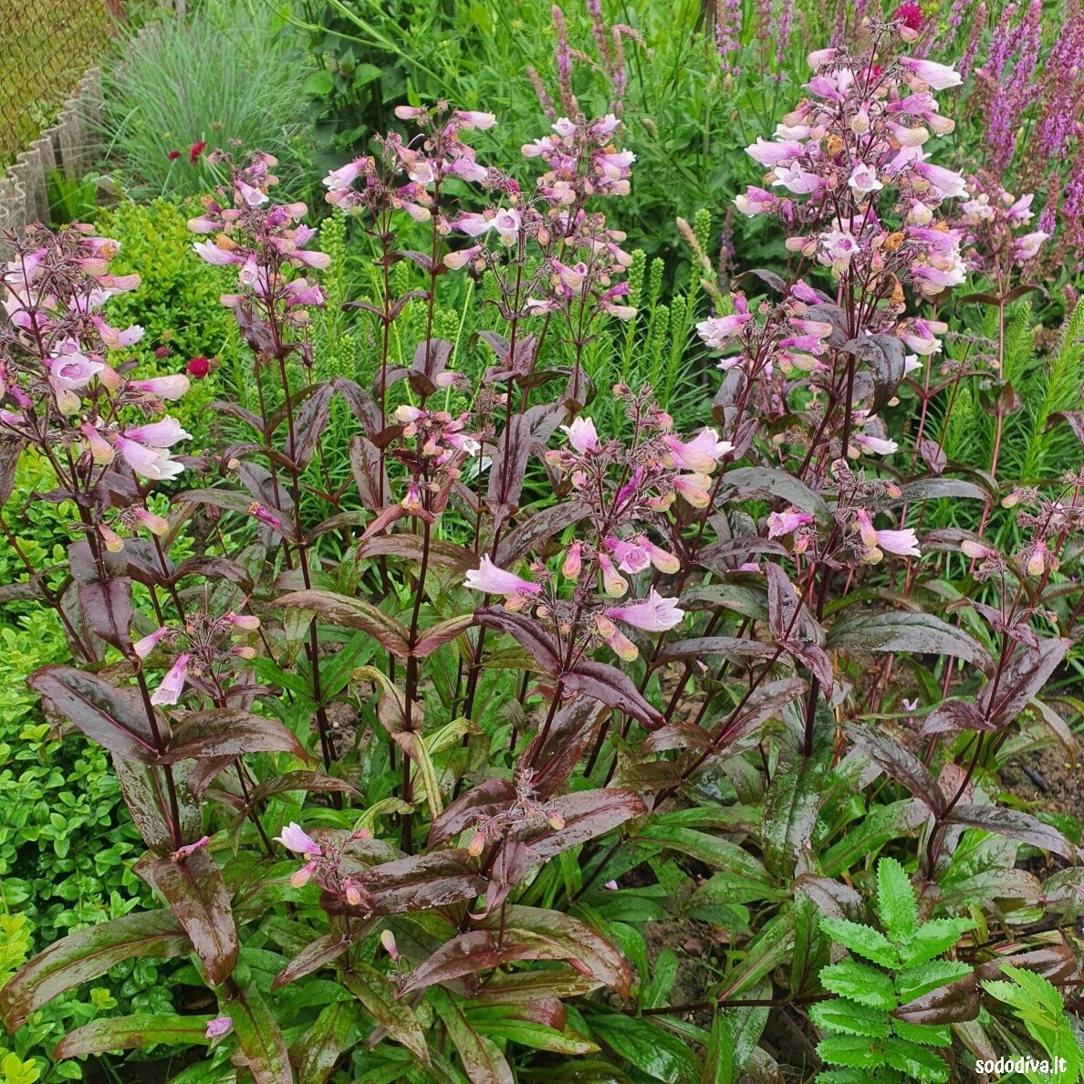 Penstemonas pirštuotasis 'DARK TOWERS'