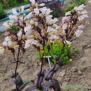 Penstemonas 'ONYX AND PEARLS' 2