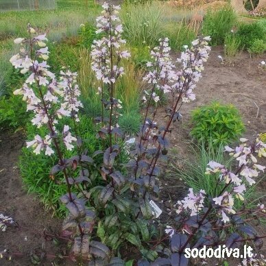 Penstemonas 'ONYX AND PEARLS' 1