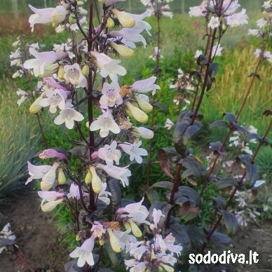 Penstemonas 'ONYX AND PEARLS' 3