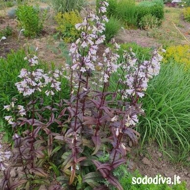 Penstemonas 'ONYX AND PEARLS' 4