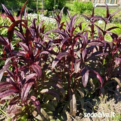 Penstemonas pirštuotasis 'HUSKER RED' 2 Penstemonas pirštuotasis 'HUSKER RED' 2