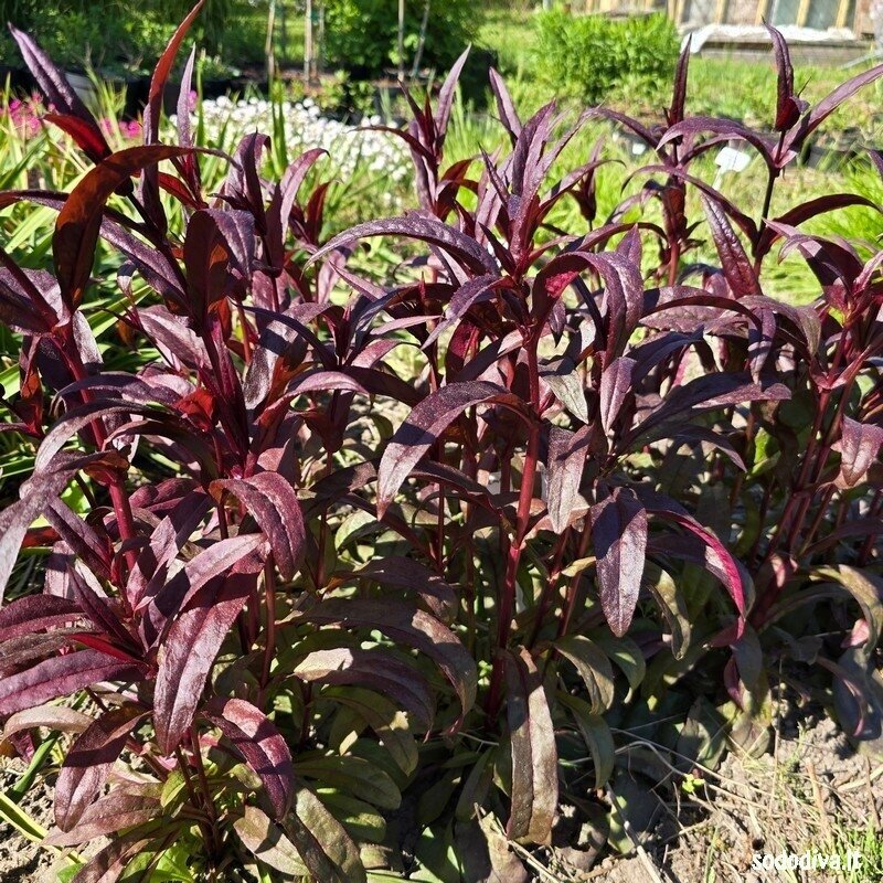 Penstemonas pirštuotasis 'HUSKER RED' 2 Penstemonas pirštuotasis 'HUSKER RED' 2