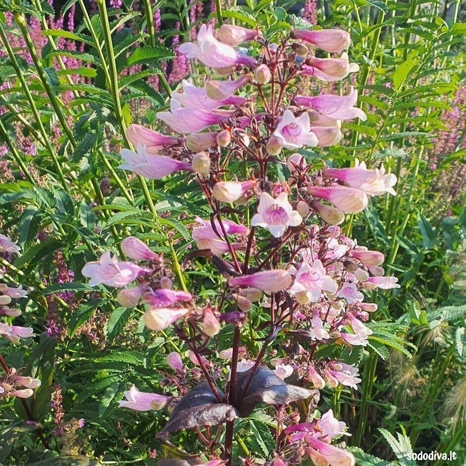 Penstemonas pirštuotasis 'DARK TOWERS' 1