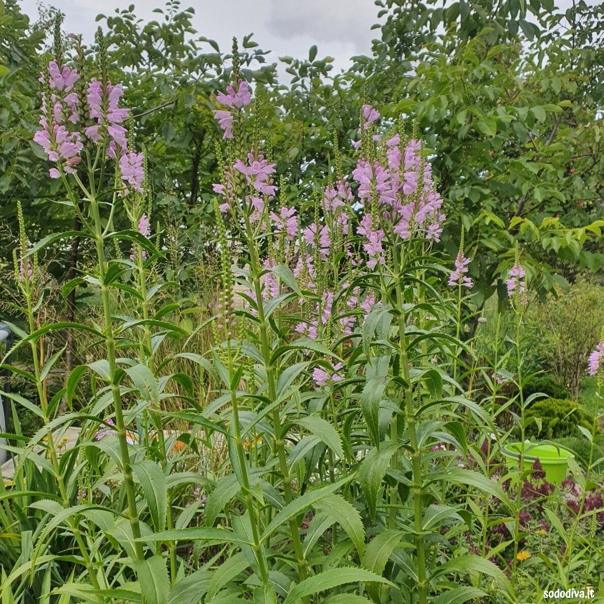 Pūstatauris (rožinis, aukštas) 2