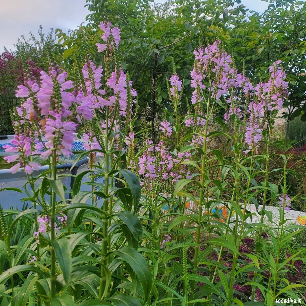 Pūstatauris (rožinis, aukštas) 1