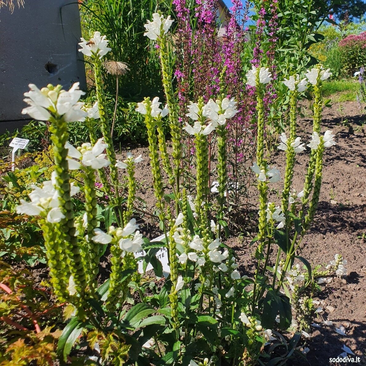Pūstatauris ‘CRISTAL PEAK WHITE‘ Pūstatauris ‘CRISTAL PEAK WHITE‘