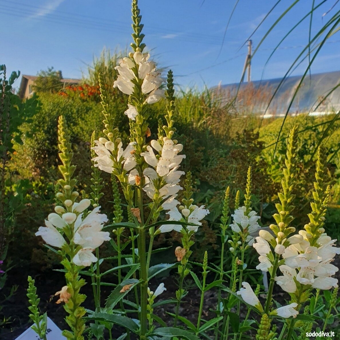 Pūstatauris ‘CRISTAL PEAK WHITE‘ 2 Pūstatauris ‘CRISTAL PEAK WHITE‘ 2