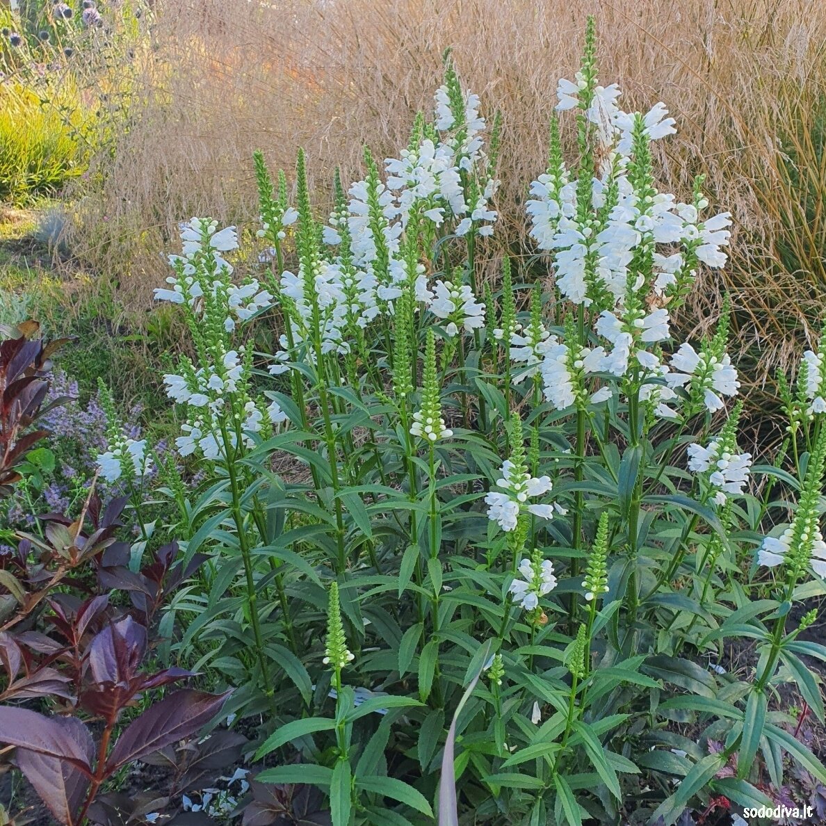 Pūstatauris ‘SUMMER SNOW‘ Pūstatauris ‘SUMMER SNOW‘