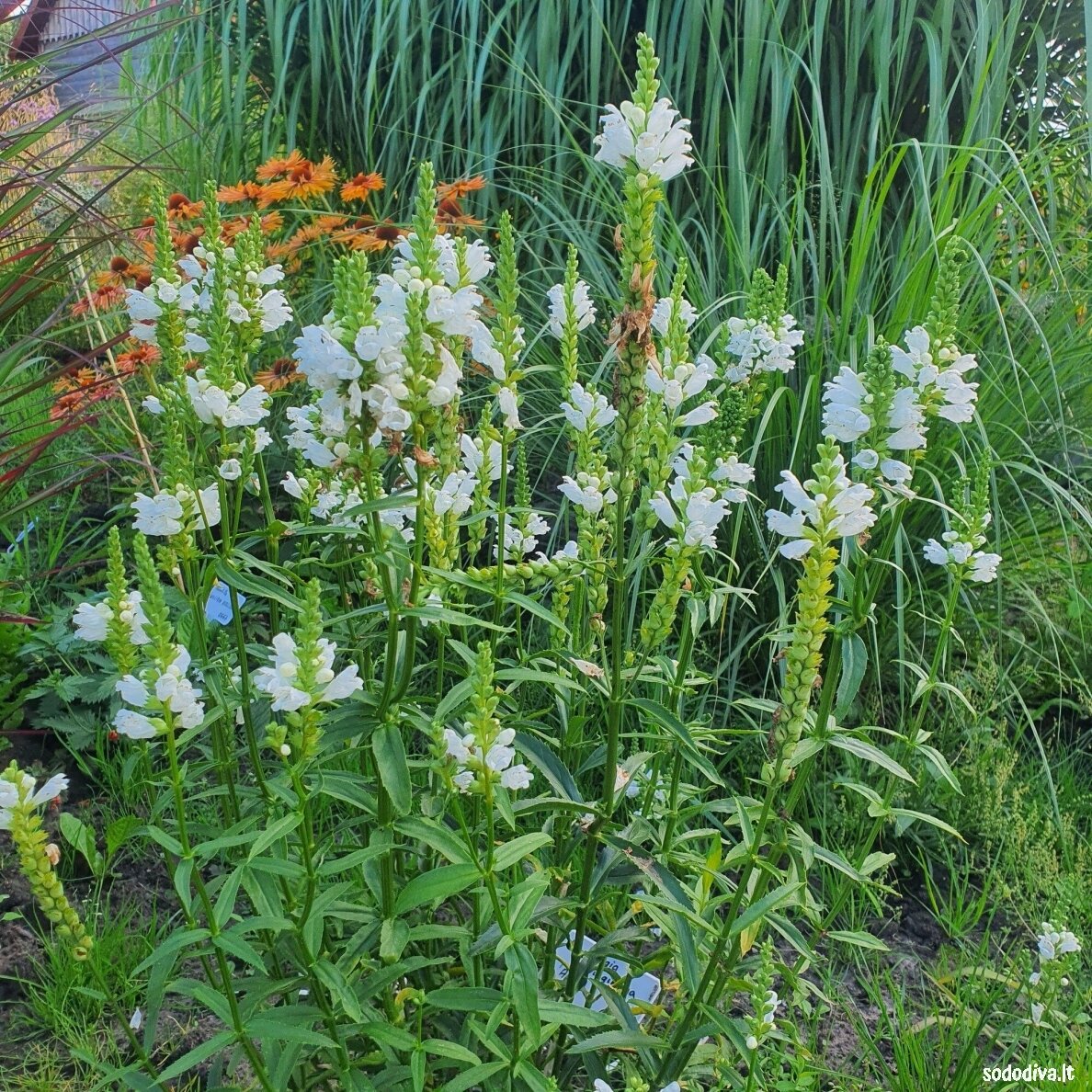 Pūstatauris virgininis 'ALBA' Pūstatauris virgininis 'ALBA'
