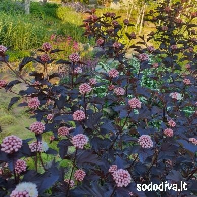 Pūslenis putinalapis 'RED BARON' 4 Pūslenis putinalapis 'RED BARON' 4