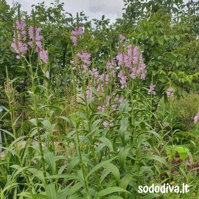 Pūstatauris (rožinis, aukštas) 2