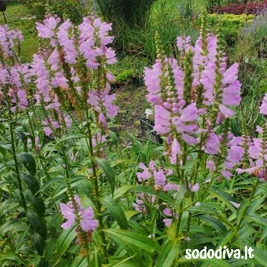 Pūstatauris (rožinis, aukštas)
