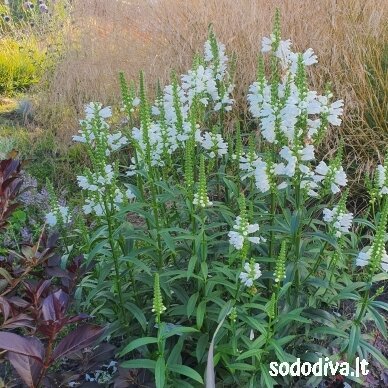 Pūstatauris ‘SUMMER SNOW‘ Pūstatauris ‘SUMMER SNOW‘