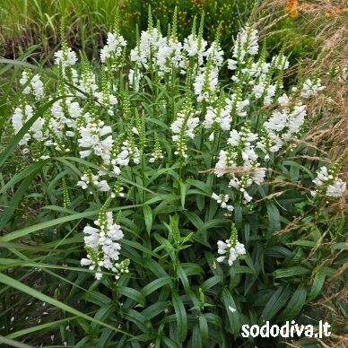 Pūstatauris ‘SUMMER SNOW‘ 1 Pūstatauris ‘SUMMER SNOW‘ 1