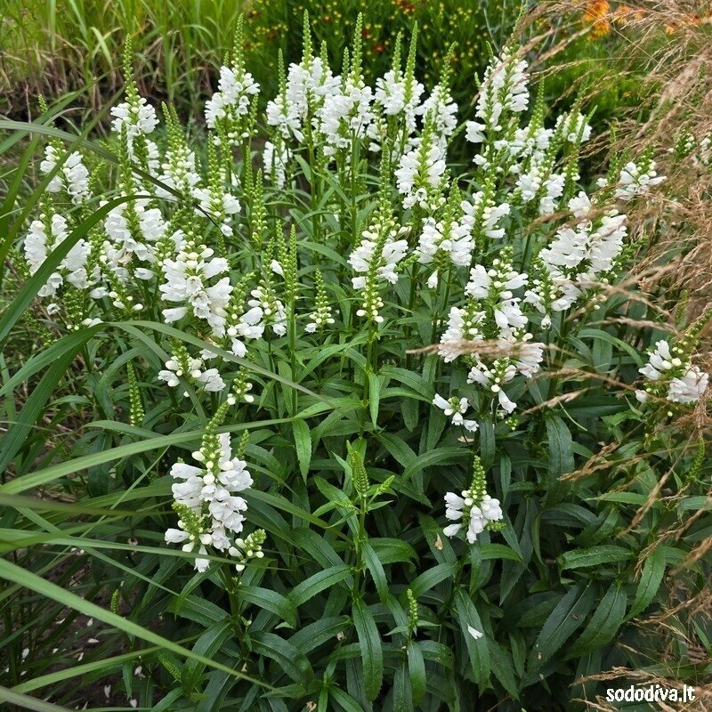 Pūstatauris ‘SUMMER SNOW‘ 1 Pūstatauris ‘SUMMER SNOW‘ 1